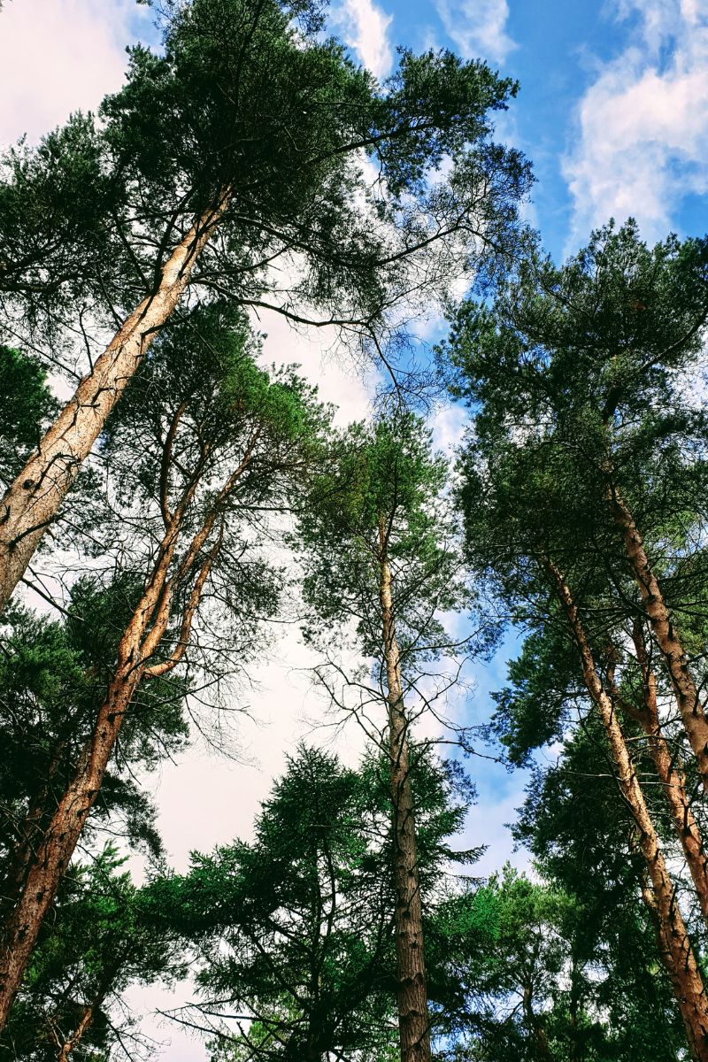 Sherwood Pines Sherwood Pines