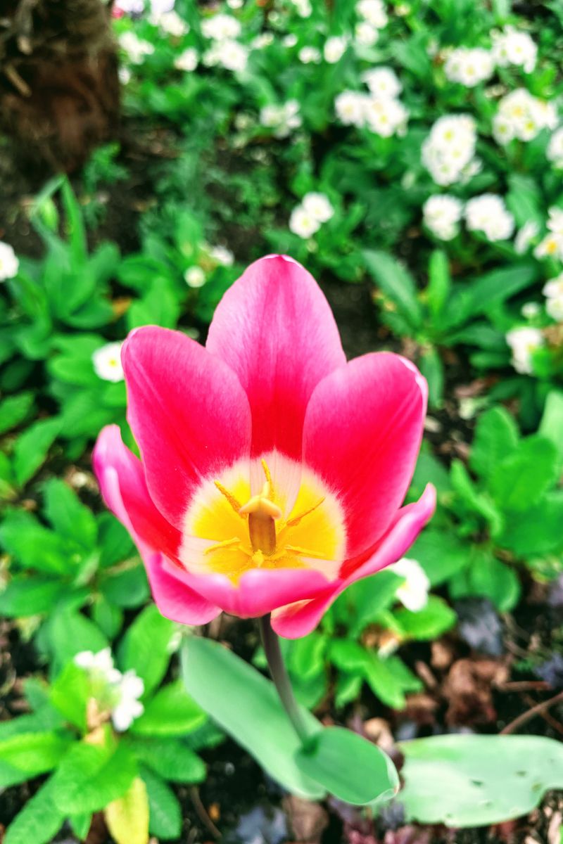 Spring Flowers In Regent's Park