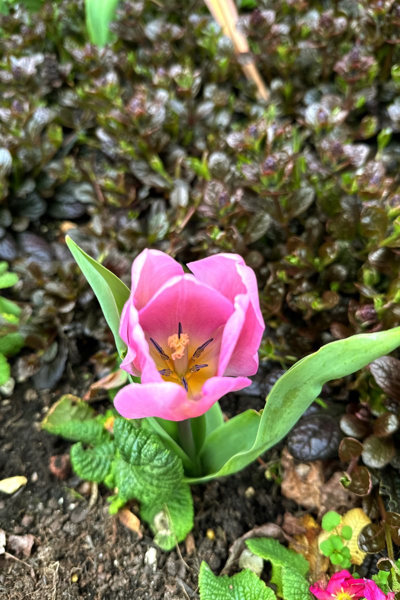 Spring Flowers In Regent's Park