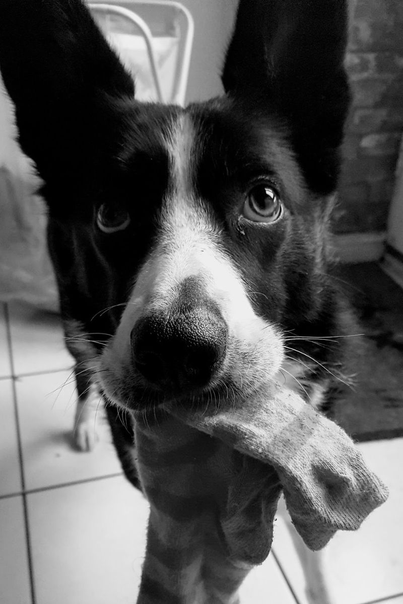 Mollie The Sock Thief