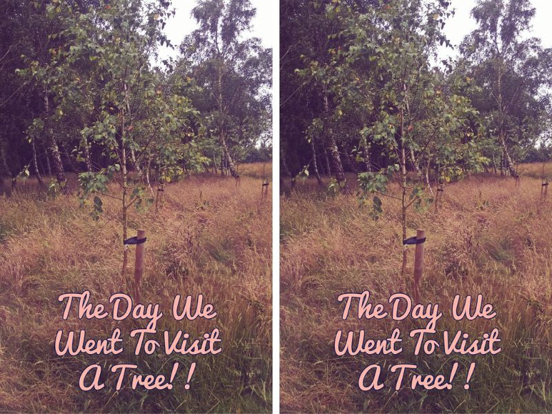 The Day We Went To Visit A Tree