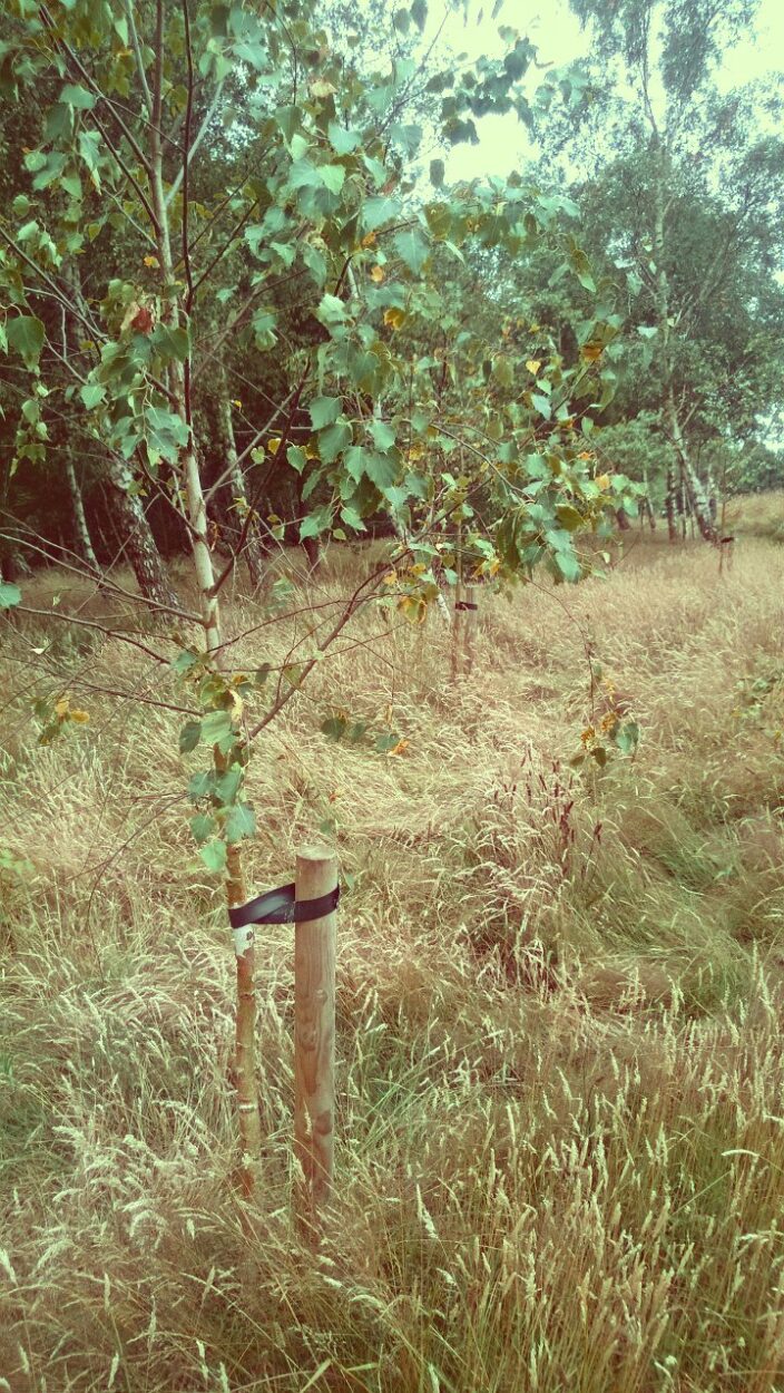 The Day We Went To Visit A Tree