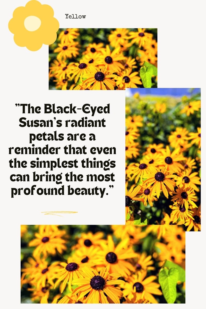  Black-Eyed Susan's 