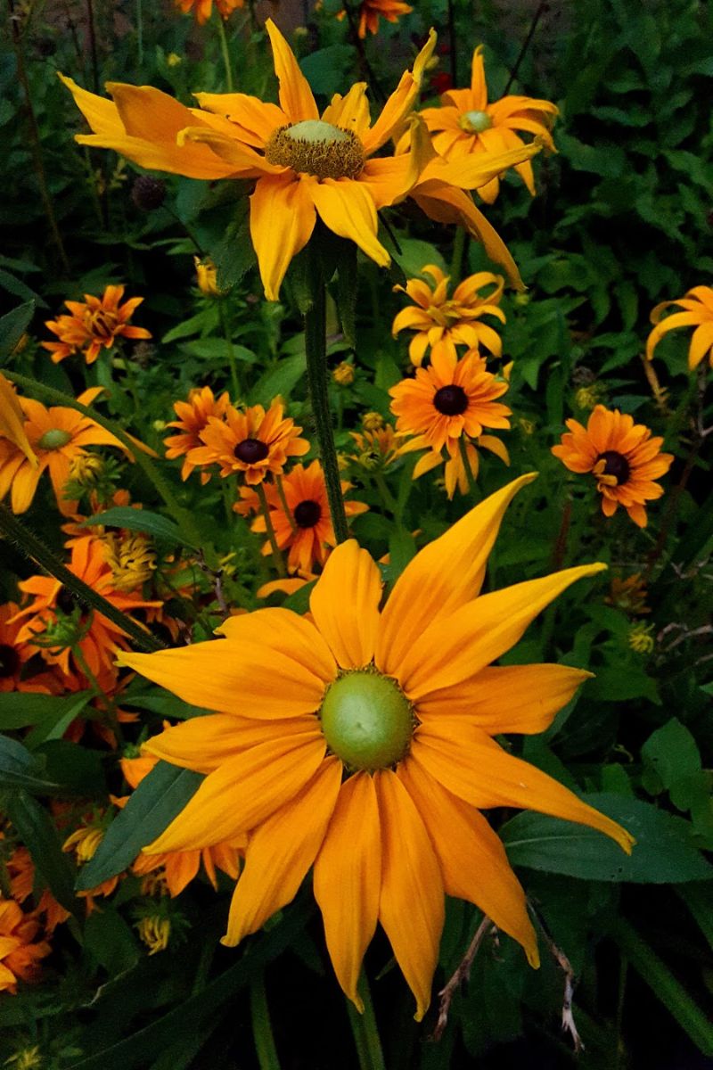 Saturday Flowers Taken In Bakewell A Few Years Ago