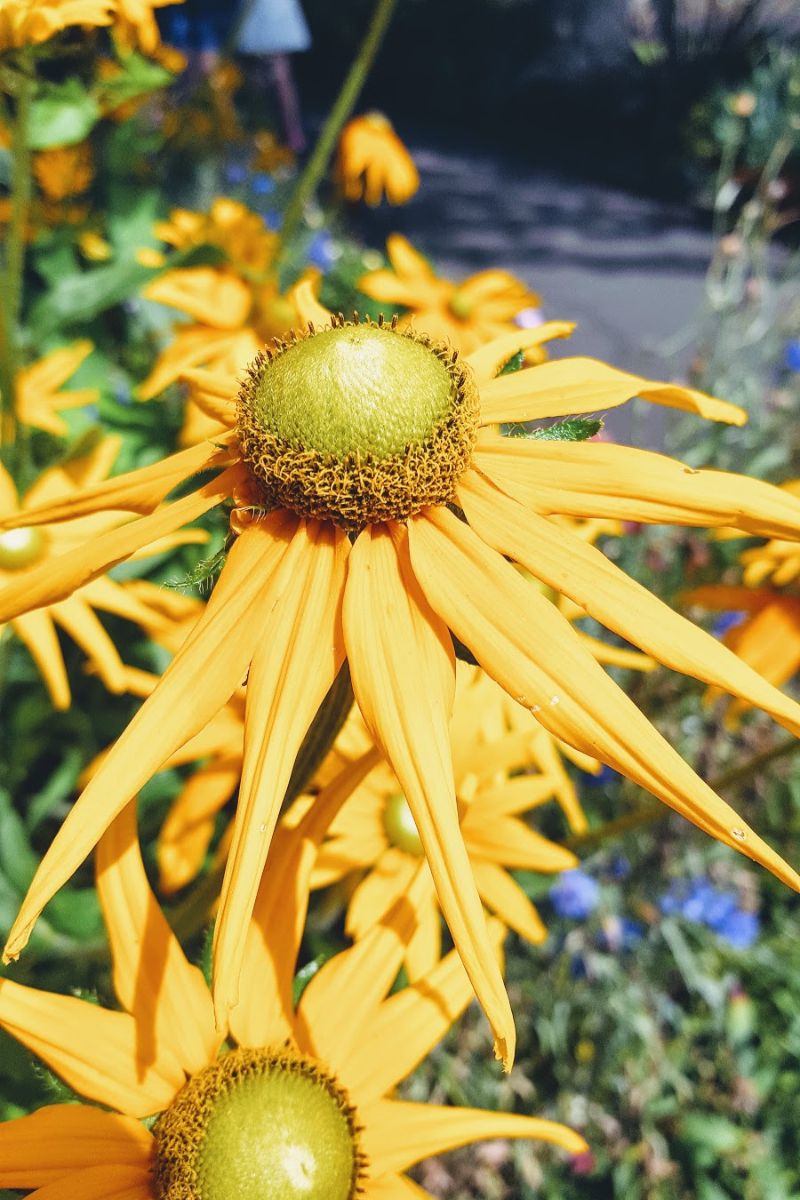 Saturday Flowers Taken In Bakewell A Few Years Ago