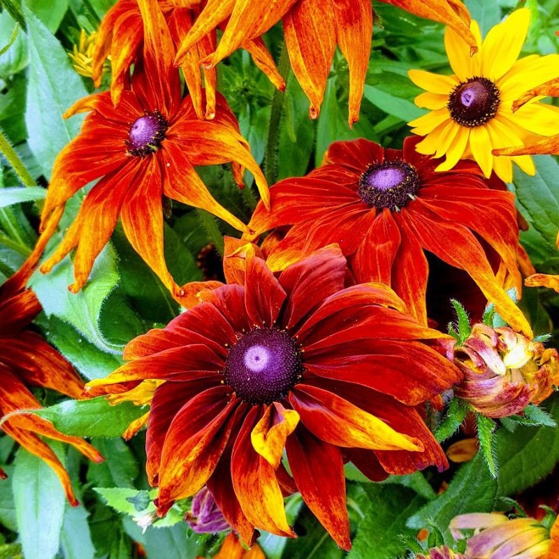 Saturday Flowers Taken In Bakewell A Few Years Ago