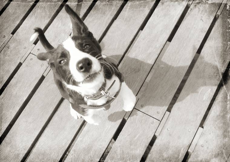 Mollie The Border Collie