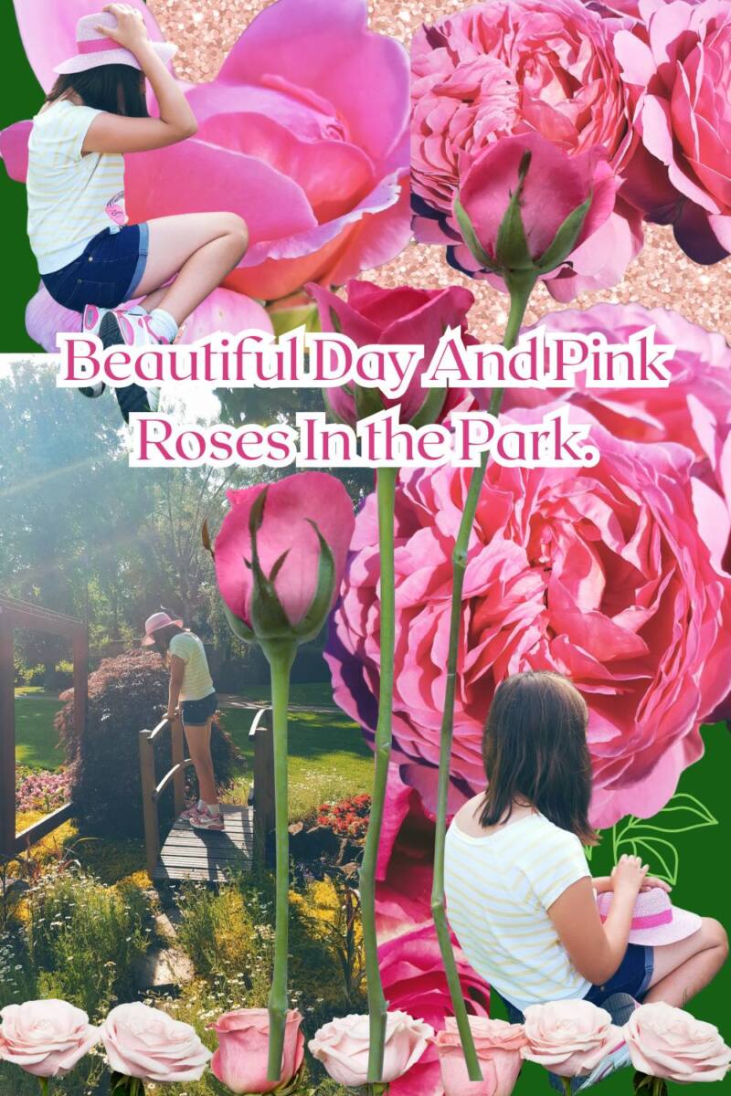 Beautiful Day And Pink Roses In the Park