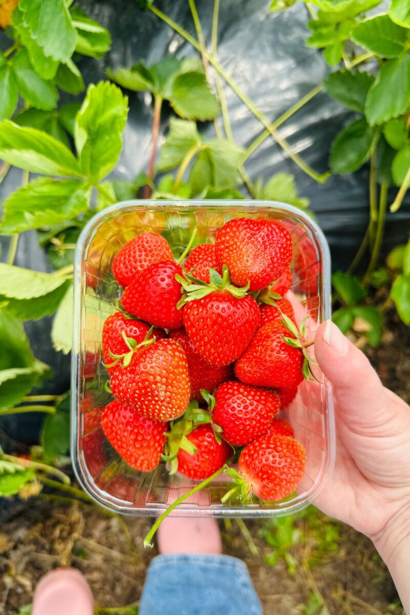 8 Easy Strawberry Recipes That Taste Like Summer