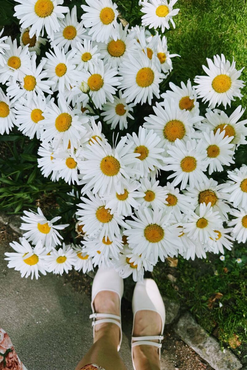 Bakewell Garden Flowers: Stunning Blooms You Need To See This Season Bakewell Garden Flowers: Stunning Blooms You Need To See This Season