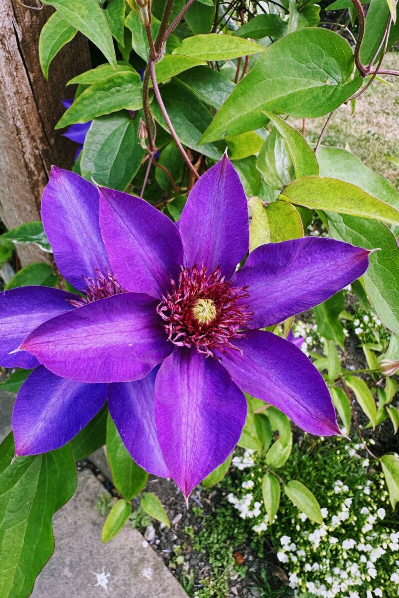 Bakewell Garden Flowers: Stunning Blooms You Need To See This Season Bakewell Garden Flowers: Stunning Blooms You Need To See This Season