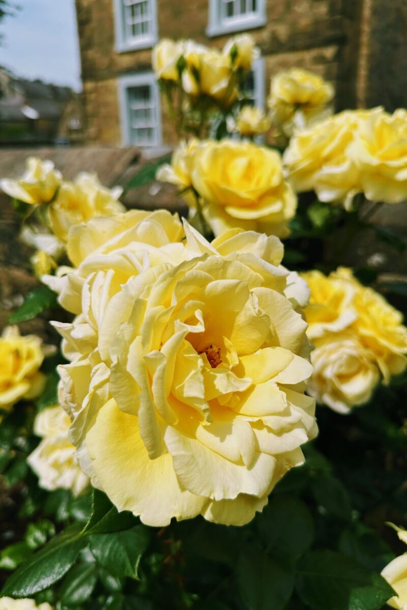 Bakewell Garden Flowers: Stunning Blooms You Need To See This Season Bakewell Garden Flowers: Stunning Blooms You Need To See This Season