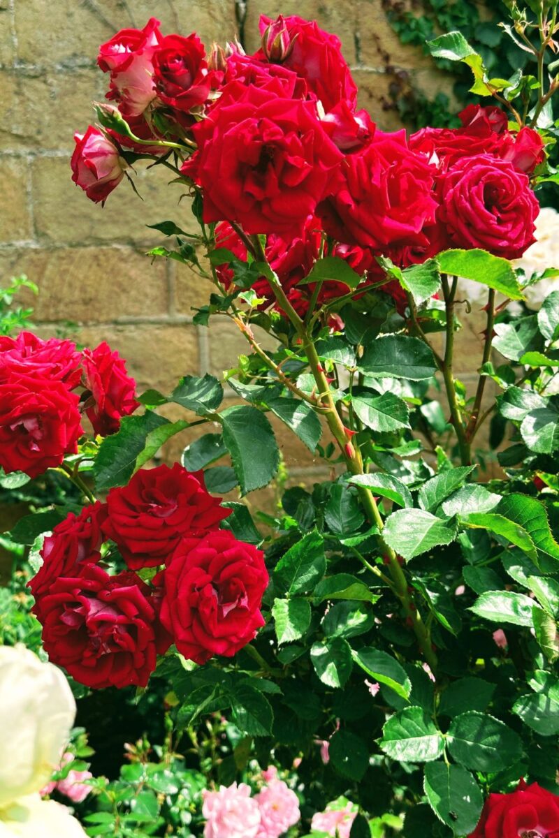 Bakewell Garden Flowers: Stunning Blooms You Need To See This Season Capture Breathtaking Photos