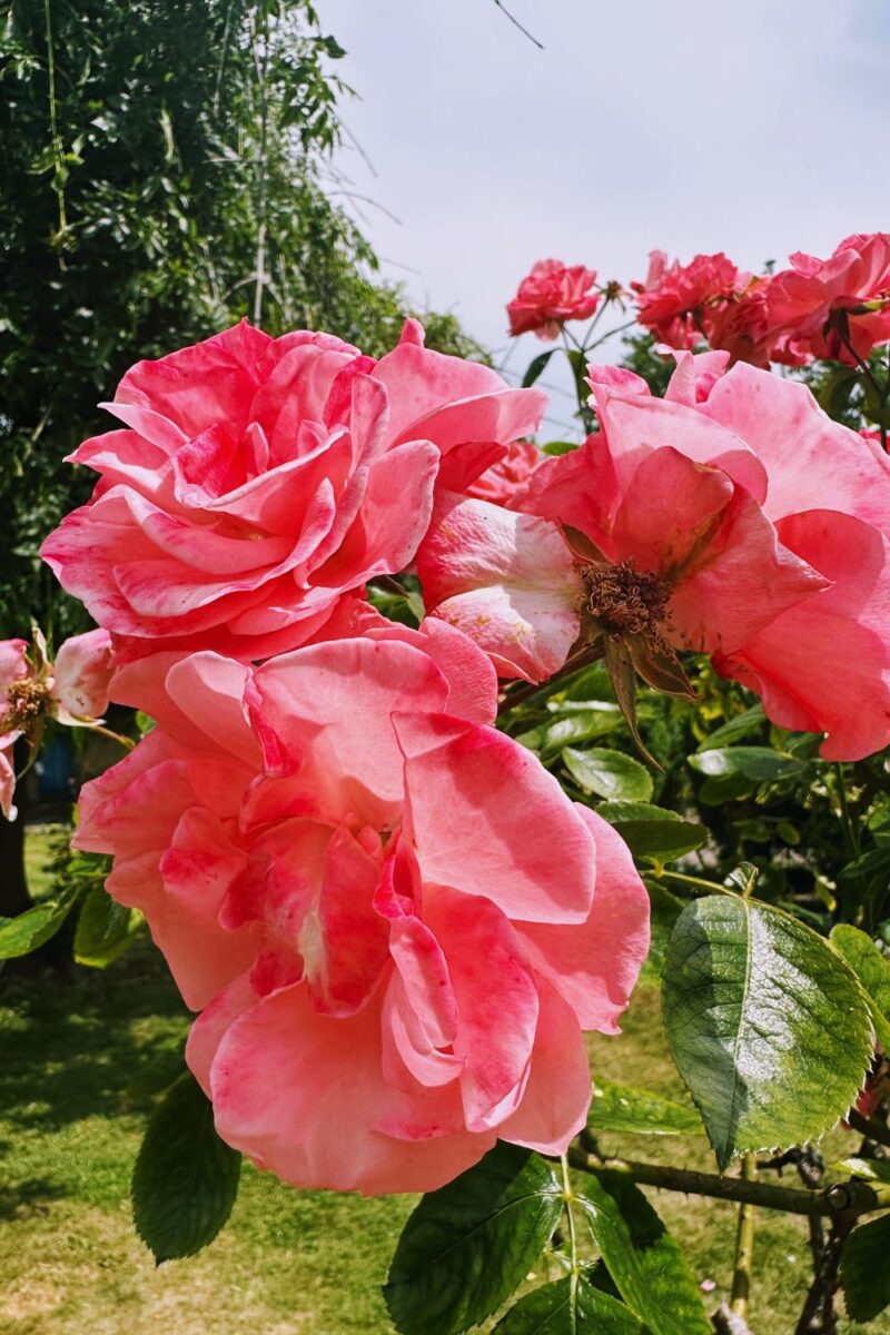 Bakewell Garden Flowers: Stunning Blooms You Need To See This Season Bakewell Garden Flowers: Stunning Blooms You Need To See This Season