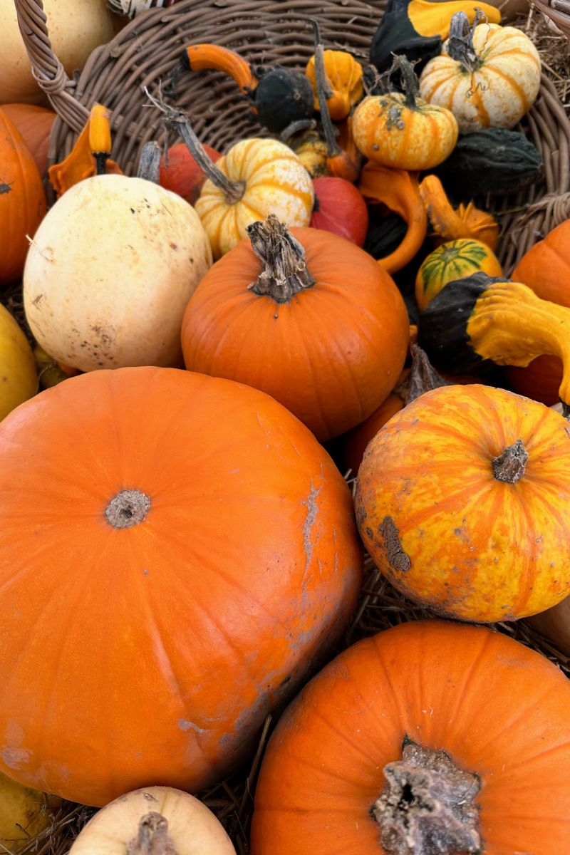 Happy National Pumpkin Day!