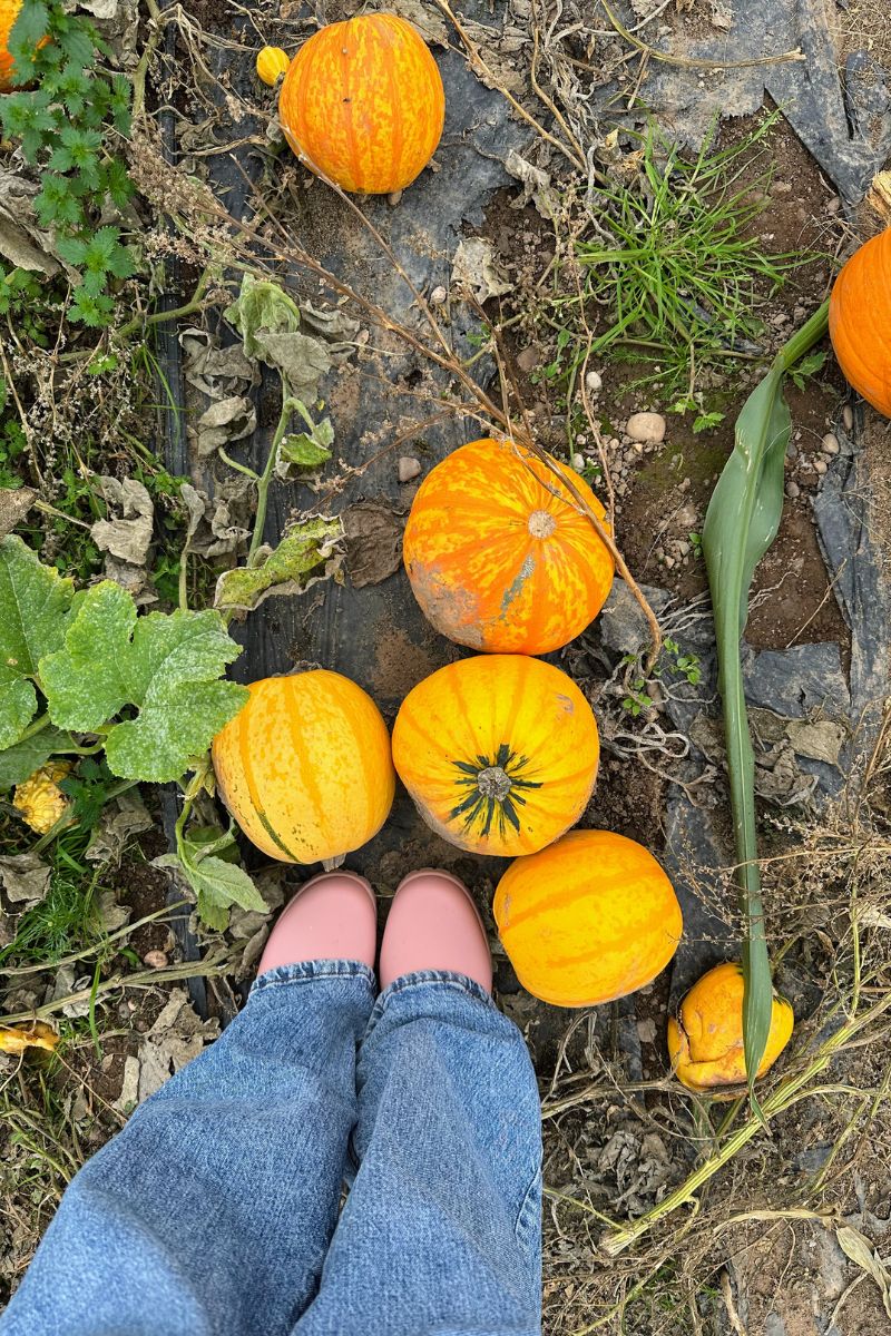 Happy National Pumpkin Day!