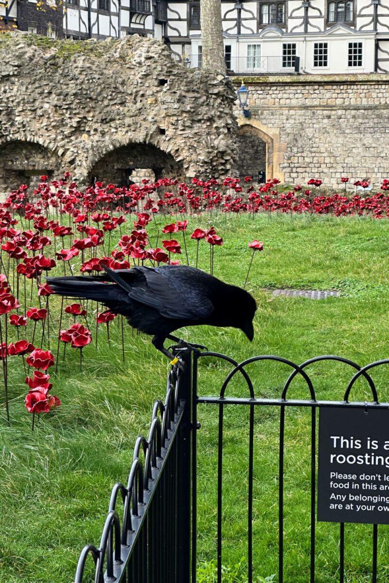 The Tower of London Poppy Display